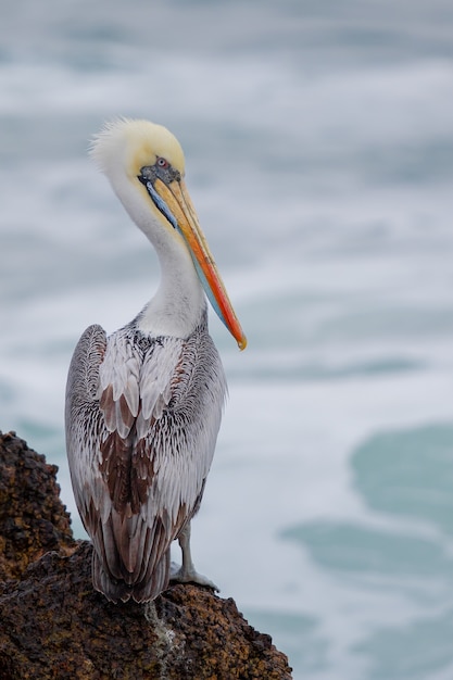 Vertikale selektive Fokusaufnahme eines Pelikans