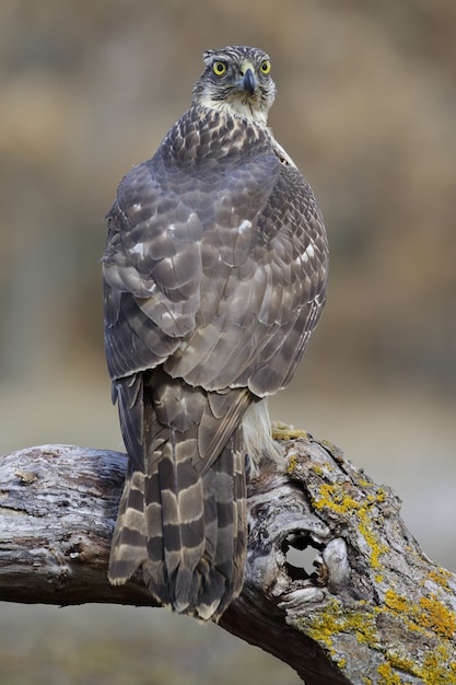 Vertikale selektive Fokusaufnahme eines prächtigen Falken, der auf einem dicken Ast eines Baumes sitzt