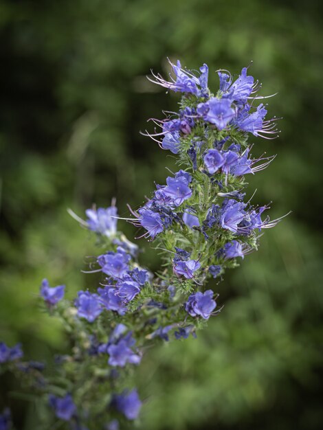 Vertikale selektive Fokusaufnahme von gewöhnlichen blauen Flecken