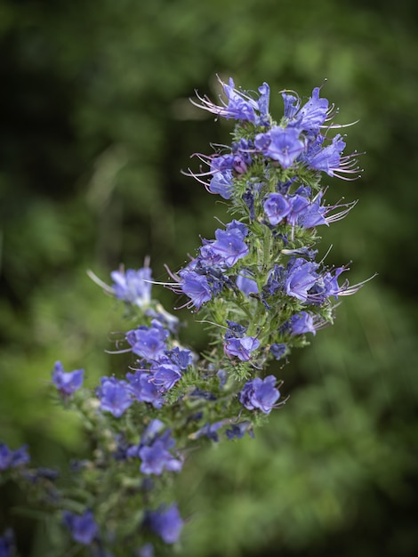 Vertikale selektive Fokusaufnahme von gewöhnlichen blauen Flecken