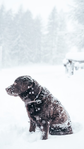 Kostenloses Foto vertikale selektive nahaufnahme eines braunen labrador-retriever-hundes im schnee