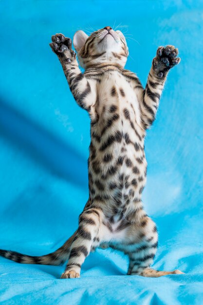 Vertikale Studioaufnahme eines niedlichen bengalischen Kätzchens, das mit blauem Hintergrund steht und spielt