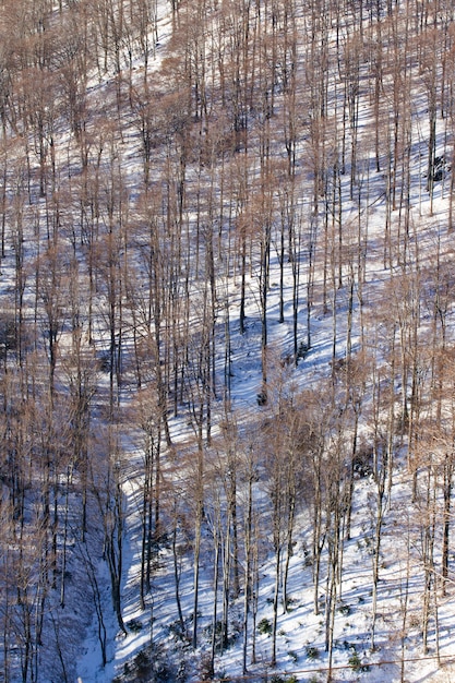 Vertikaler Hochwinkelschuss der hohen kahlen Bäume der Medvednica in Zagreb, Kroatien im Winter