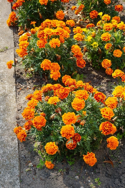 Vertikaler Hochwinkelschuss der orange mexikanischen Ringelblumenblumen in den Büschen nahe einer Straße
