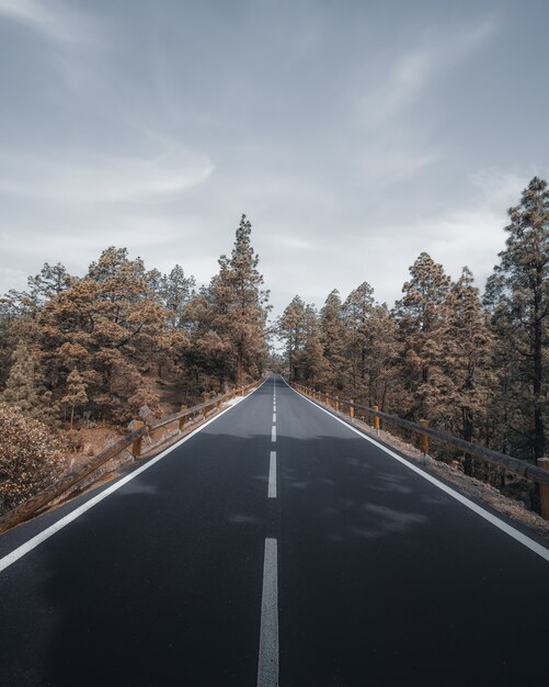 Vertikaler Hochwinkelschuss einer Autobahn, umgeben von Bäumen unter dem wolkigen grauen Himmel