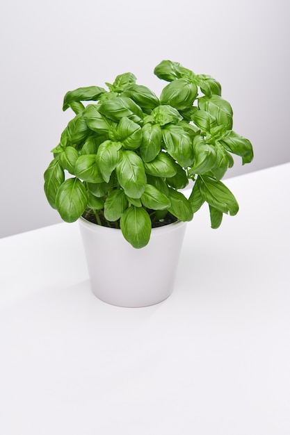 Vertikaler Hochwinkelschuss einer schönen Pflanze in einer weißen Vase auf einer weißen Oberfläche