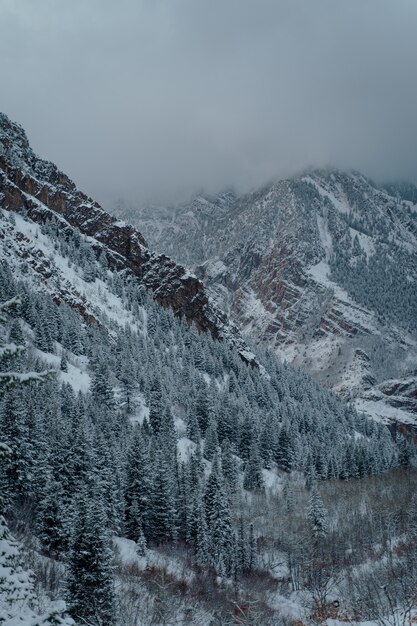 Vertikaler Hochwinkelschuss eines Fichtenwaldes in den schneebedeckten Bergen unter dem dunkelgrauen Himmel