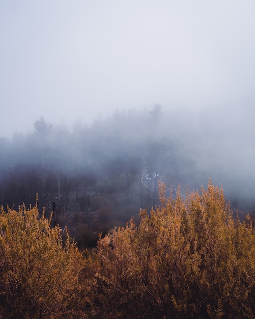 Kostenloses Foto vertikaler hochwinkelschuss von gelben bäumen, die vom nebel bedeckt werden