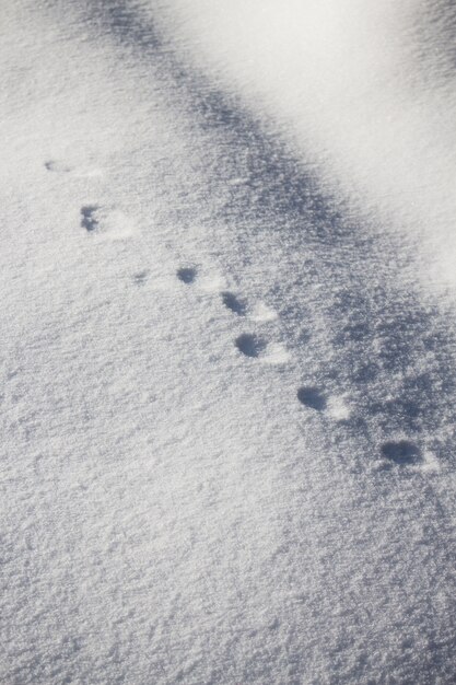 Vertikaler Hochwinkelschuss von runden Tierfußabdrücken auf dem Schnee