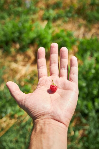 Vertikaler Schuss der Hand einer Person mit einer einzelnen Himbeere auf seiner Handfläche