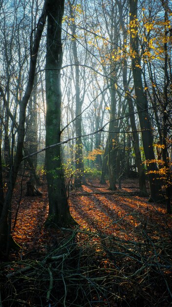 Vertikaler Schuss der Sonne, die über einem Herbstwald scheint