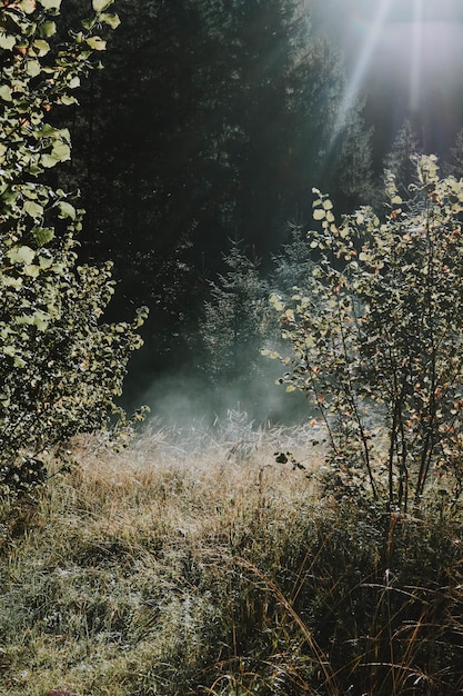 Vertikaler schuss der sonne, die über einem trockenen wald an einem friedlichen sonnigen tag aufsteigt