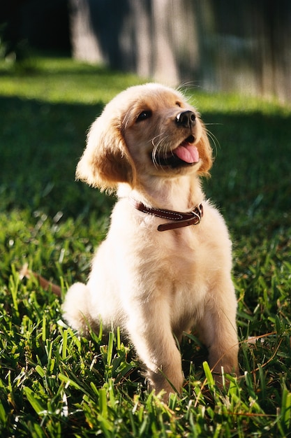 Vertikaler Schuss des flachen Fokus eines niedlichen Golden Retriever-Welpen, der auf einem Grasgrund sitzt