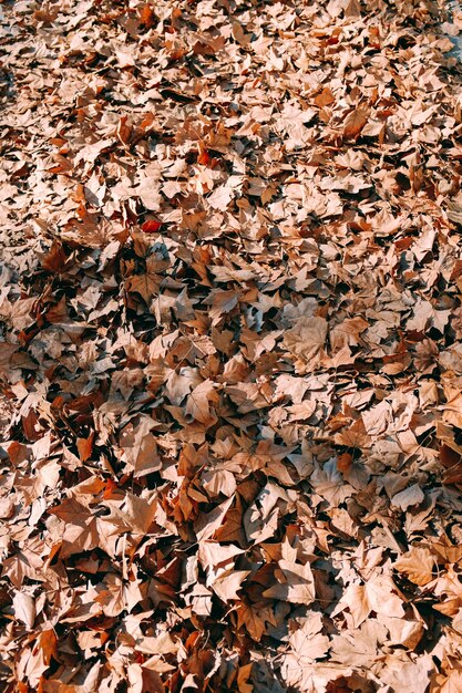 Vertikaler Schuss des gelben Herbstlaubs auf dem Boden in der Mitte eines Parks