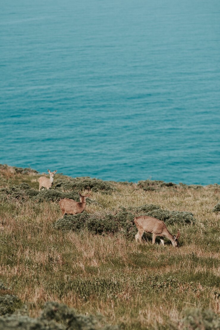 Kostenlose Foto vertikaler schuss des hirsches, der auf dem gras auf dem körper des blauen meeres weidet