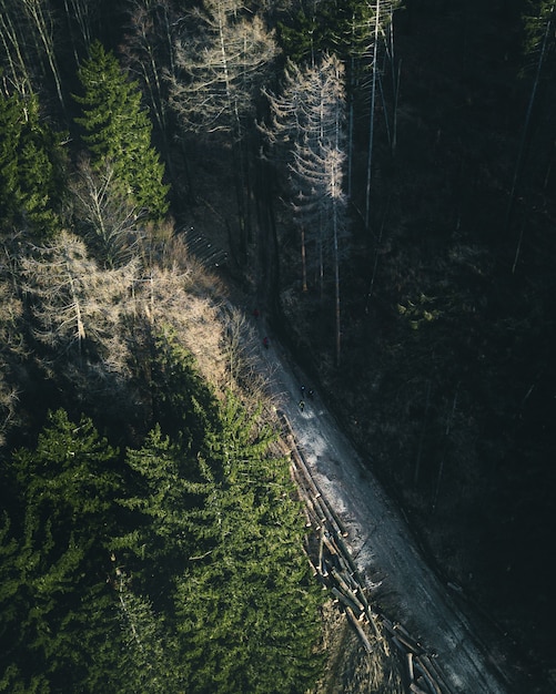 Vertikaler Schuss des hohen Winkels eines Weges durch den Wald