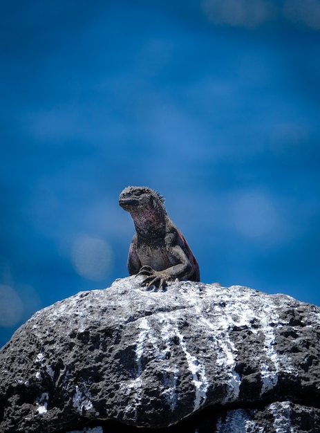 Vertikaler Schuss des Meeresleguans, der auf einem Felsen steht