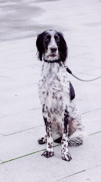 Vertikaler Schuss des russischen Spaniels mit Geschirr auf der Straße