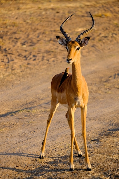 Kostenloses Foto vertikaler schuss einer antilope, die auf boden in safari steht