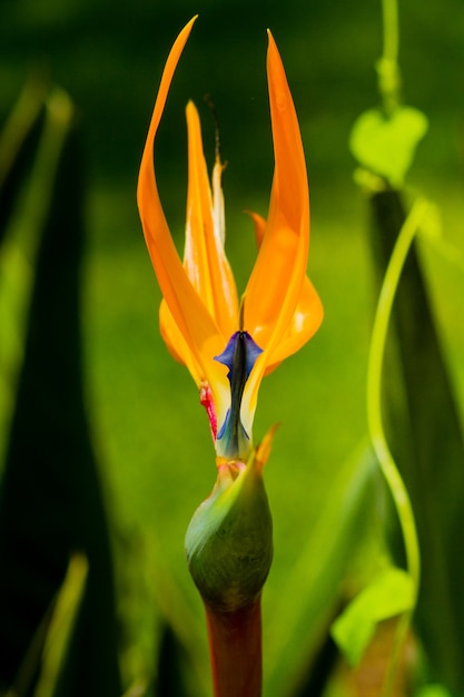 Vertikaler Schuss einer Blume, die der Paradiesvogel genannt wird