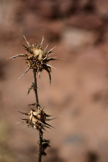 Vertikaler Schuss einer Dornblume in einer Wüste
