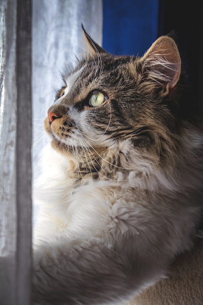 Vertikaler Schuss einer flauschigen Maine-Coon-Katze durch das Fenster