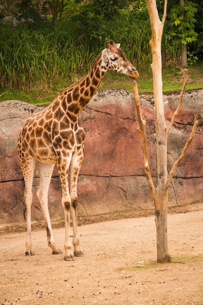 Vertikaler Schuss einer Giraffe neben einem Baum