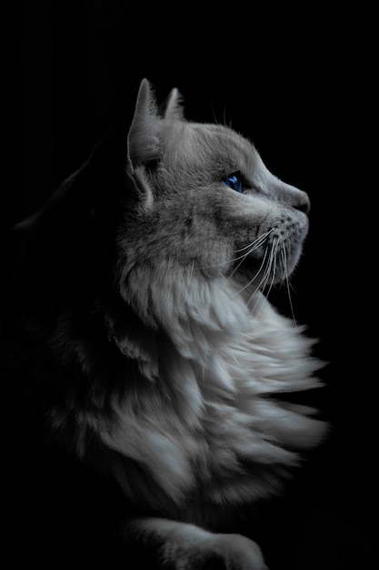 Vertikaler Schuss einer grauen Katze mit blauen Augen im Dunkeln