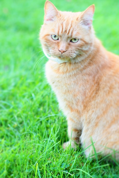 Vertikaler Schuss einer Katze, die auf dem grünen Gras sitzt