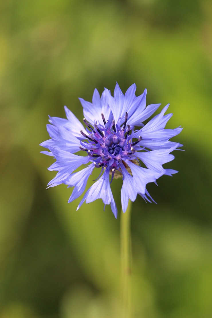 Kostenlose Foto vertikaler schuss einer lila blume mit einer unscharfen natur