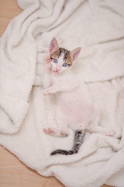Vertikaler Schuss einer niedlichen Katze mit blauen Augen, die auf der Decke liegen
