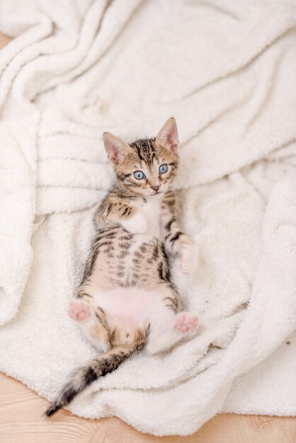 Vertikaler Schuss einer niedlichen Katze mit blauen Augen, die auf der Decke liegen