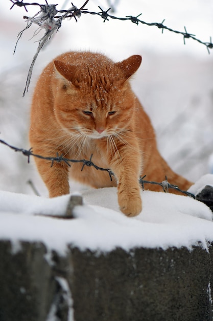 Vertikaler Schuss einer niedlichen orangefarbenen Katze auf einer schneebedeckten Wand hinter Stacheldraht