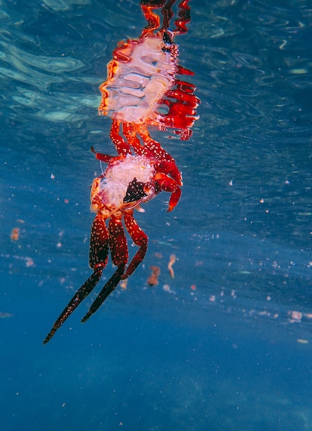 Vertikaler Schuss einer roten Krabbe im Wasser