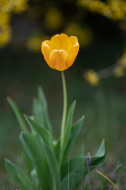Kostenloses Foto vertikaler schuss einer schönen tulpenblume mit weichen gelben blütenblättern unter dem sonnenlicht