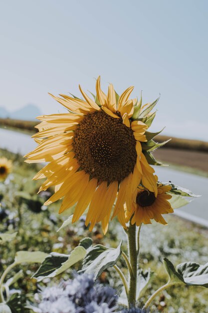 Vertikaler Schuss einer Sonnenblume, die am Straßenrand an einem hellen sonnigen Tag wächst