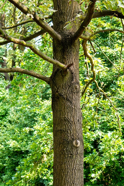 Vertikaler Schuss eines alten Baumes mit vielen Zweigen im Wald