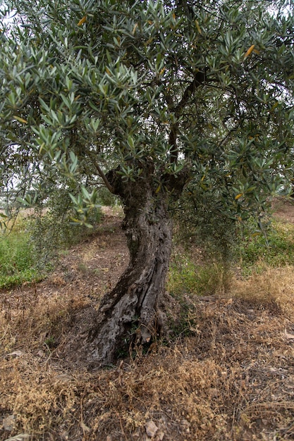 Vertikaler Schuss eines alten russischen Olivenbaums mit grünen Blättern in einem Grasfeld