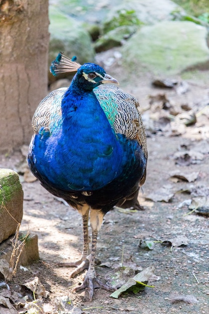 Vertikaler Schuss eines blauen, grünen und weißen Pfaus während des Tages