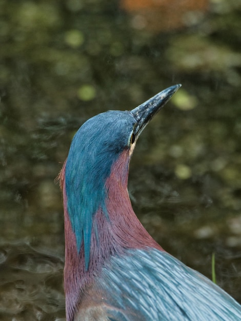 Kostenloses Foto vertikaler schuss eines blauen vogels