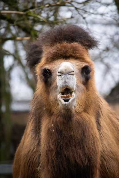 Kostenloses Foto vertikaler schuss eines braunen kamels der vorderansicht