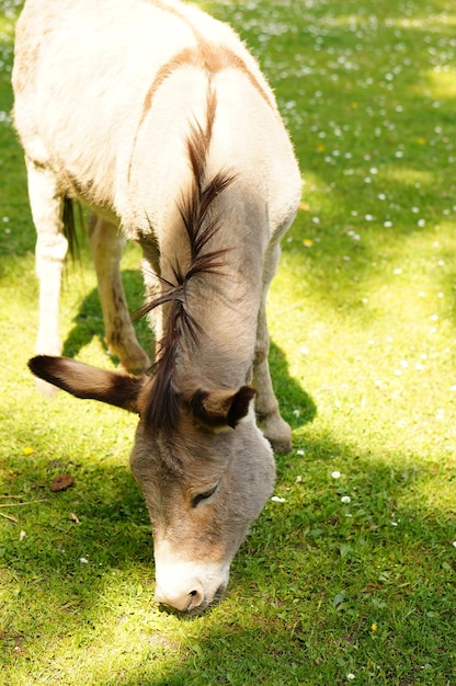 Vertikaler Schuss eines Esels, der Gras isst