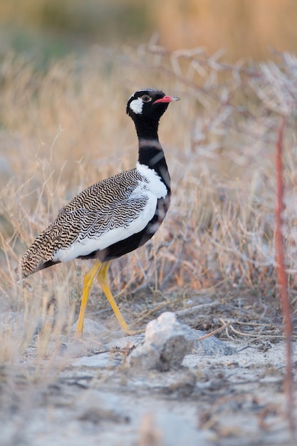 Vertikaler Schuss eines exotischen schwarzen Vogels unter dem getrockneten Gras auf einem Feld