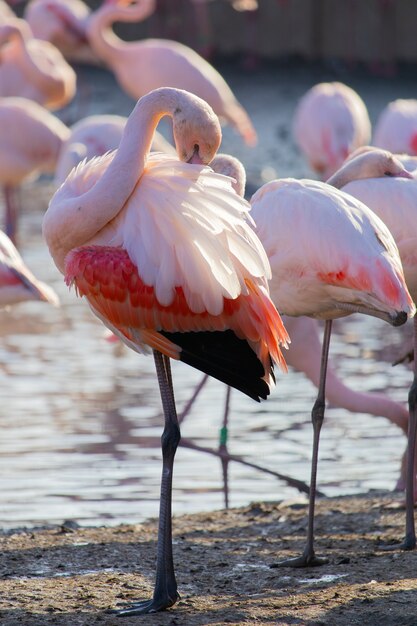Vertikaler Schuss eines Flamingos, der seine Federn reinigt