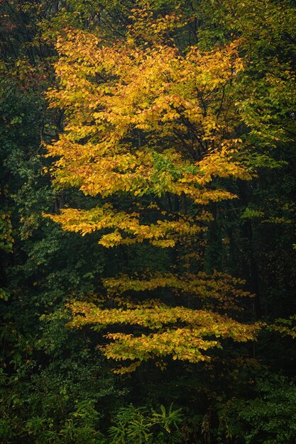 Vertikaler Schuss eines gelben schönen Baumes in einem grünen Wald