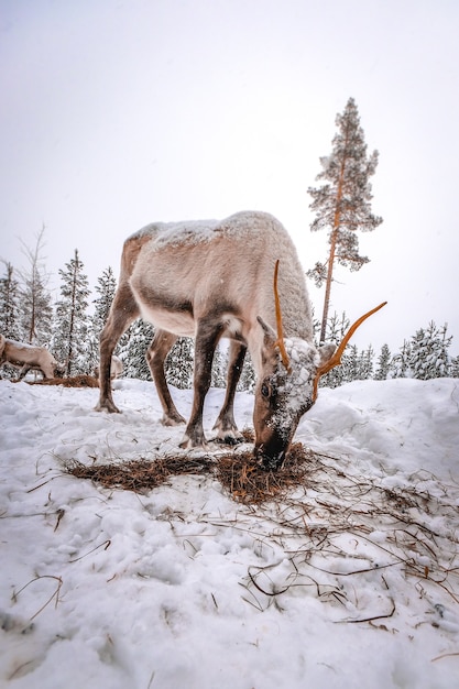 Vertikaler Schuss eines Hirsches im verschneiten Wald im Winter