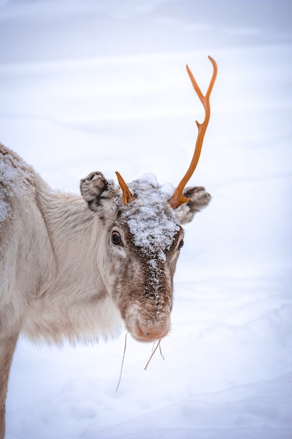 Vertikaler Schuss eines Hirsches mit einem Horn und einem schneebedeckten Hintergrund