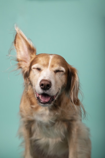 Vertikaler Schuss eines lustigen goldenen Retrievers auf einem grünen Hintergrund