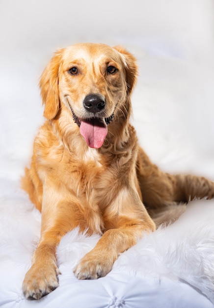 Vertikaler Schuss eines niedlichen Hundes, der auf einem flauschigen weißen Stoff sitzt