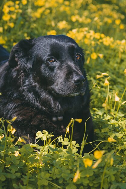 Vertikaler Schuss eines niedlichen schwarzen Hundes, der auf gelben Blumen liegt